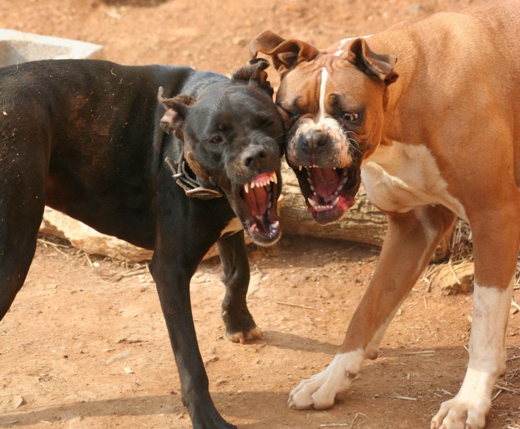Does Homeowner�s Insurance Cover Dog Bite Injuries in Arkansas